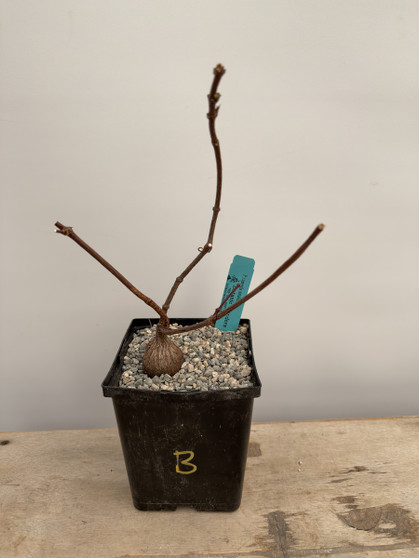 Petopentia natalensis 6” Pot B