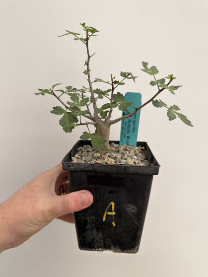 Bursera fagaroides 5” Pot A