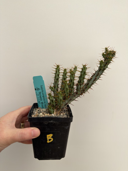 Euphorbia aeruginosa v major 3.5” Pot B