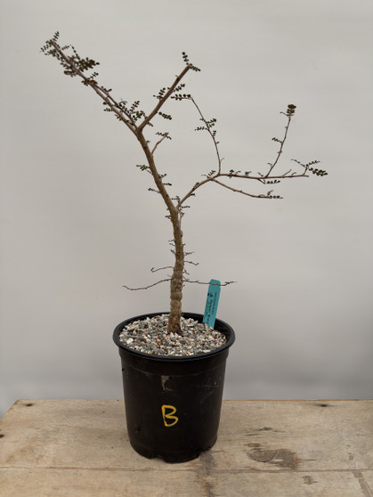 Operculicarya decaryi 1 Gallon Pot B