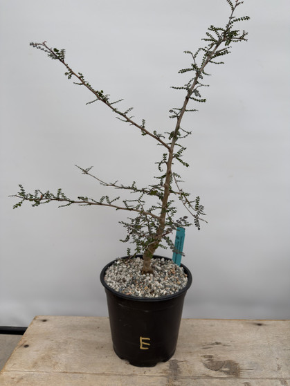 Operculicarya decaryi 1 Gallon Pot E