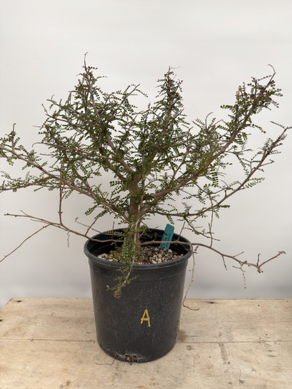 LOCAL PICKUP ONLY - Operculicarya decaryi 3 Gallon Pot A