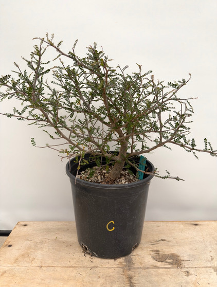 LOCAL PICKUP ONLY - Operculicarya decaryi 3 Gallon Pot C