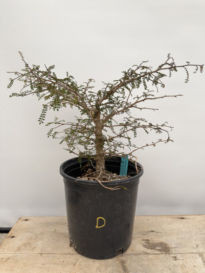 LOCAL PICKUP ONLY - Operculicarya decaryi 3 Gallon Pot D