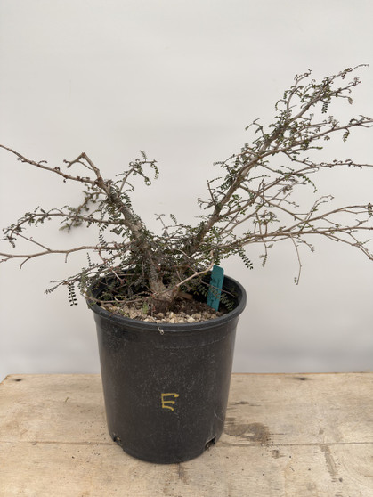 LOCAL PICKUP ONLY  - Operculicarya decaryi 3 Gallon Pot E
