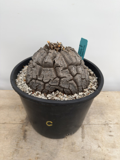 Dioscorea elephantipes 3 Gallon Pot C