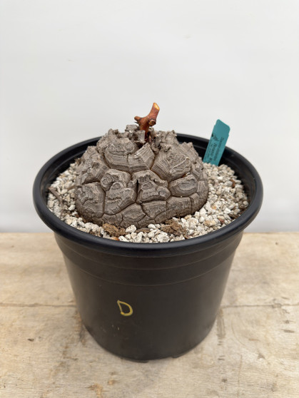 Dioscorea elephantipes 3 Gallon Pot D