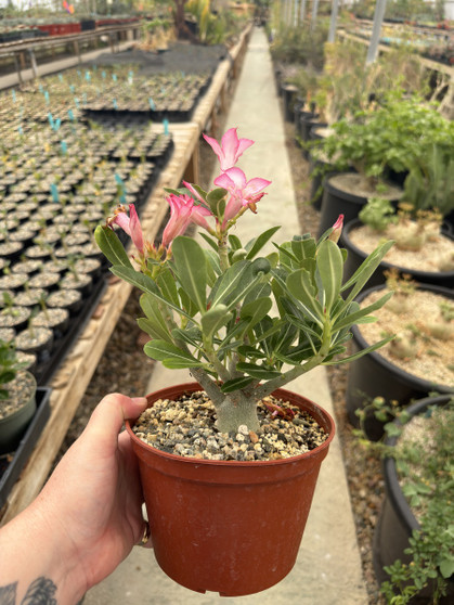 Adenium hybrids 6” Pots - WS