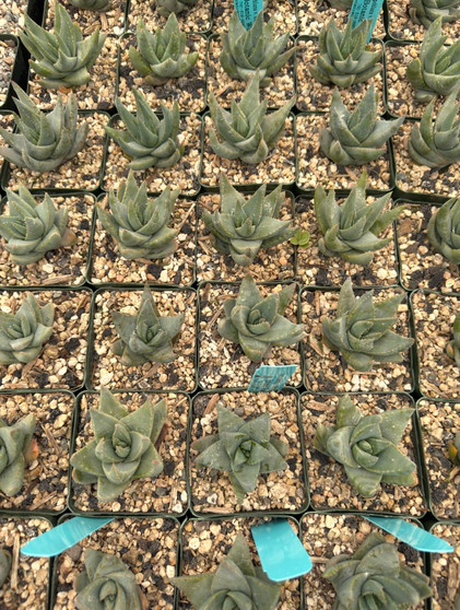 Aloe krapholiana v. dumoulin 3.5” Pots -WS