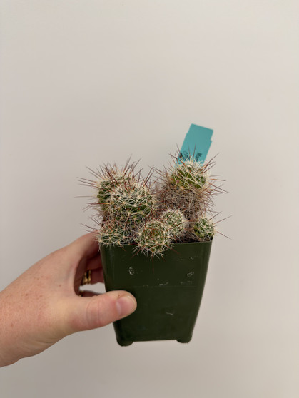 Mammillaria decipiens 3.5” Pot