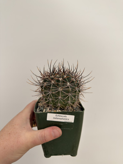 Echinopsis melanoptamica 3.5” Pot A