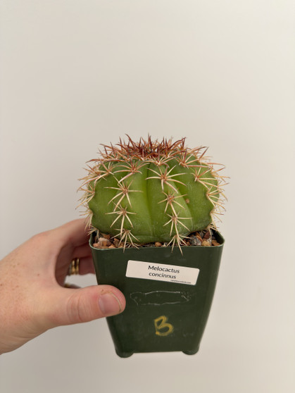 Melocactus concinnus 3.5” Pot B