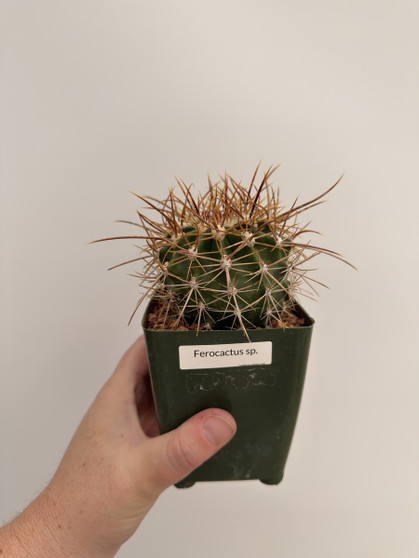 Ferocactus species 3.5” Pot 