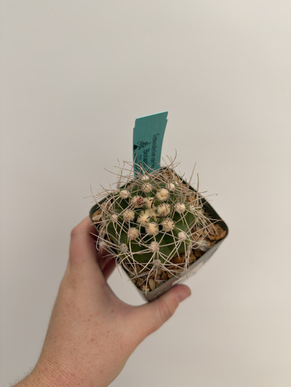 Gymnocalycium species 3.5” Pot
