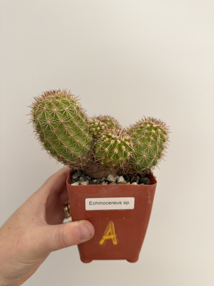 Echinocereus species 3.5” Pot