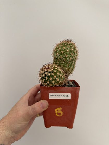 Echinocereus species 3.5” Pot B