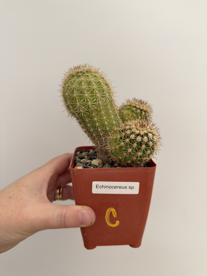 Echinocereus species 3.5” Pot C
