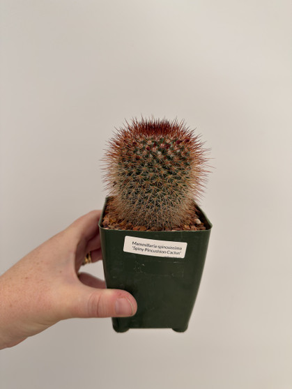 Mammillaria spinosissima 3.5” Pot