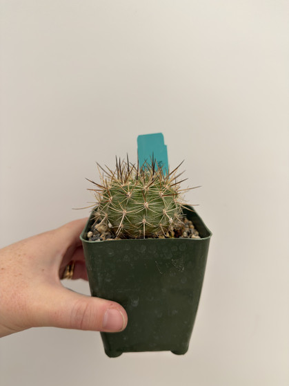 Neoporteria coimasensis 3.5” Pot