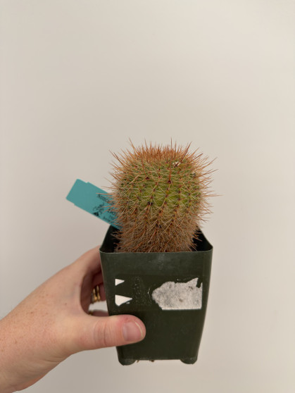 Notocactus schlosseri 3.5” Pot 