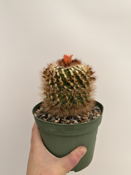 Parodia species 6” Pot