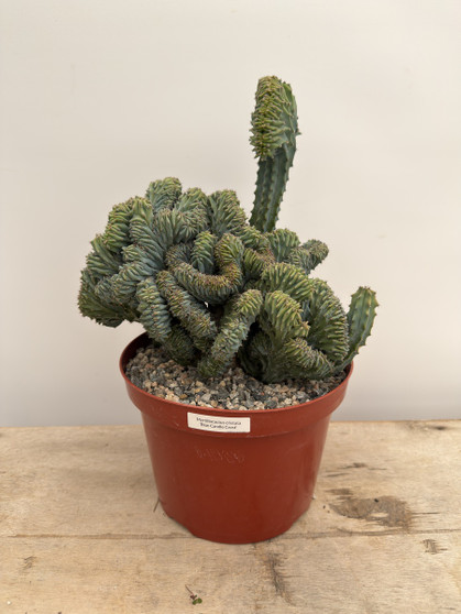Myrtillocactus cristata 8” Pot A