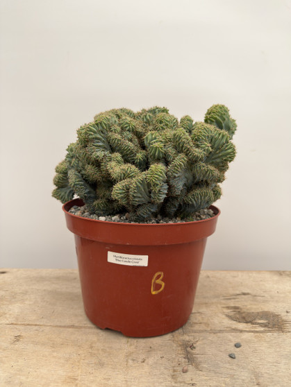 Myrtillocactus cristata 8” Pot B