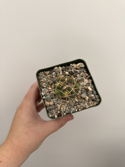Thelocactus hexaedrophorus variegata 3.5” Pot