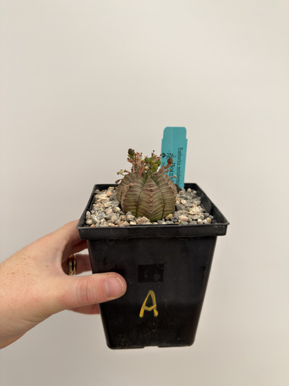 Euphorbia meloformis hybrid 5” Pot A