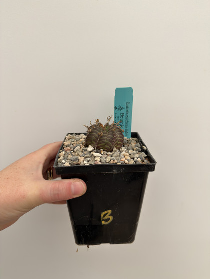 Euphorbia meloformis hybrid 5” Pot B