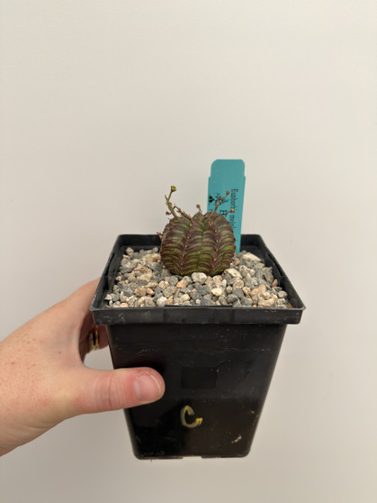 Euphorbia meloformis hybrid 5” Pot C