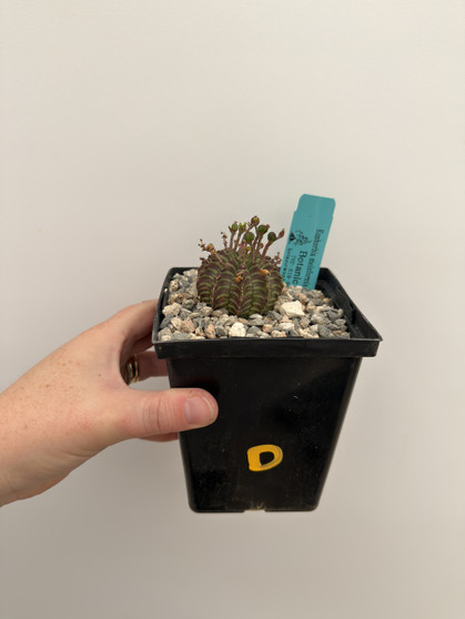 Euphorbia meloformis hybrid 5” Pot D
