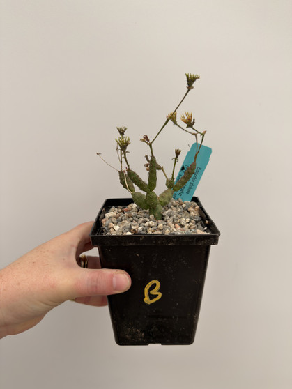 Euphorbia globosa 5” Pot B