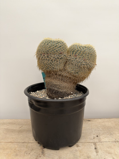 Mammillaria celsianus 3 gallon pot