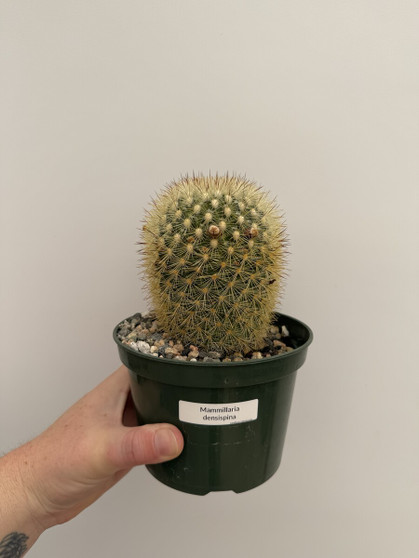 Mammillaria densispina 5" Pot