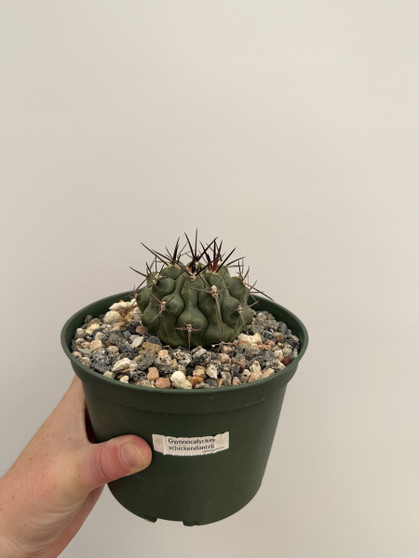 Gymnocalycium schickendantzii 6" Pot