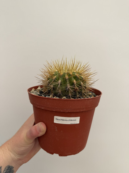 Neochilenia chilensis 6" Pot