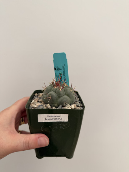 Thelocactus hexaedrophorus 3.5" Pot
