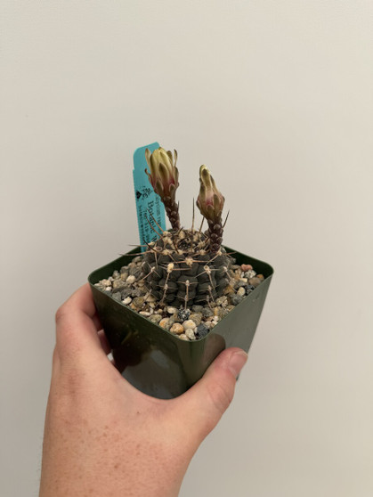 Gymnocalycium ragonesei 3.5" Pot
