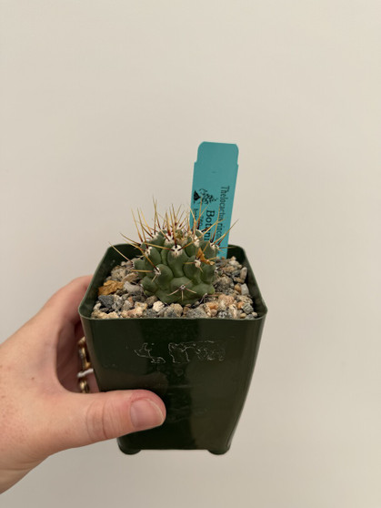 Thelocactus rinconensis var. lopothele 3.5" Pot