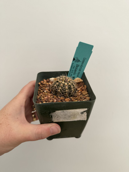 Gymnocalycium tracanthum 3.5" Pot