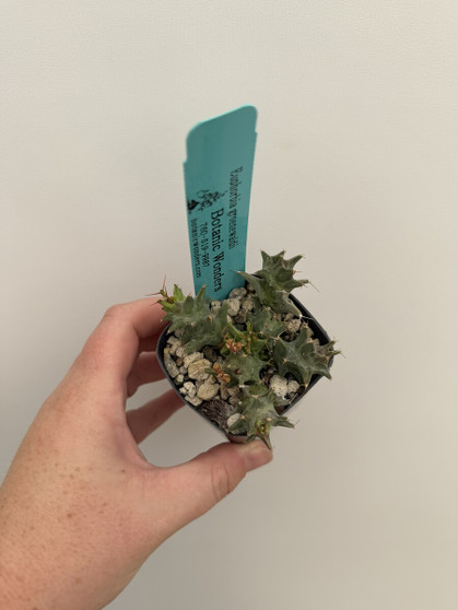 Euphorbia groenwaldii 2" Pot B