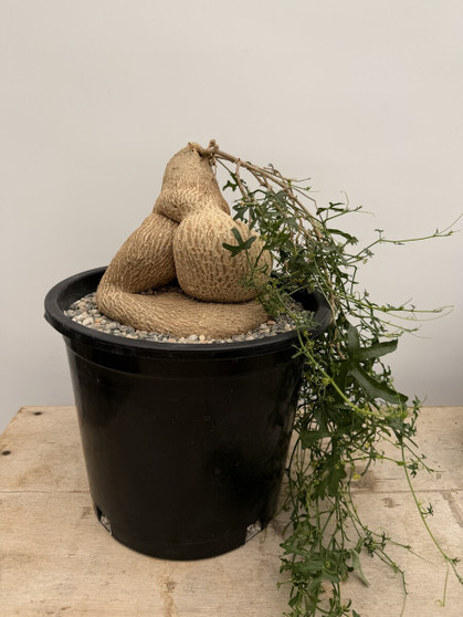 Kedrostis africana 3 Gallon Pot