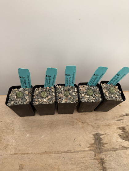 Ortegocactus macdougalii 2" Pots