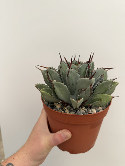 Agave cubic 6" Pot