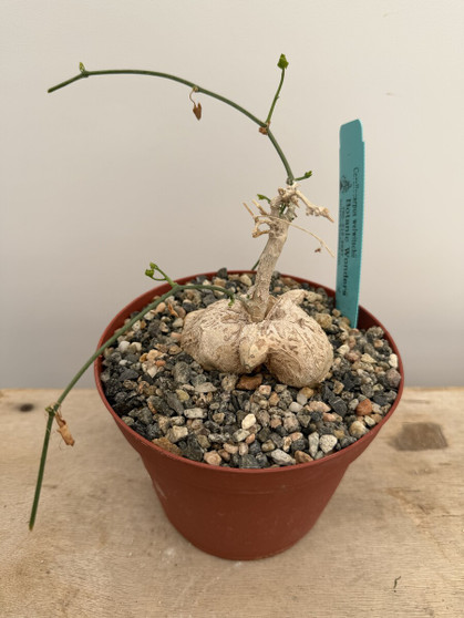 Corallocarpus welwtichschii 6" Pot