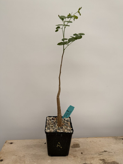 Delonix pumila 5" Pot A