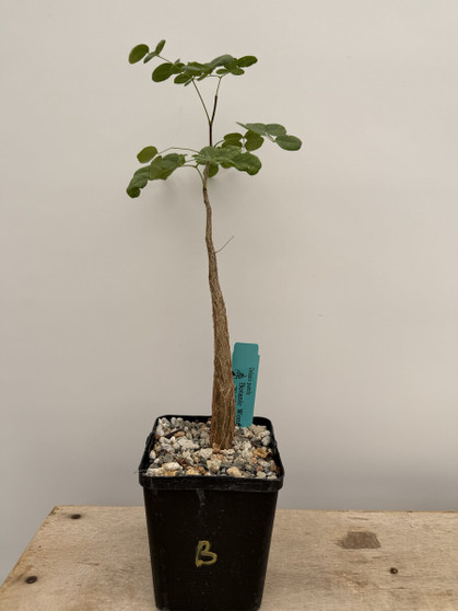 Delonix pumila 5" Pot B