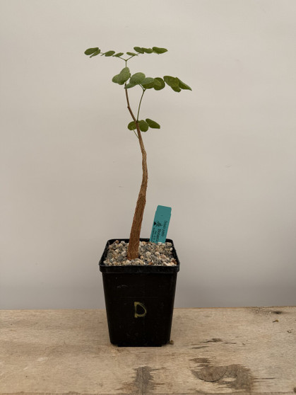 Delonix pumila 5" Pot D