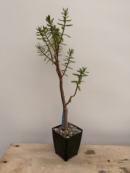 Crassula sarcocaulis 3.5" Pot